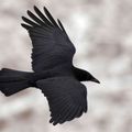 Un corbeau plane