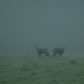 chamois dans le brouillard
