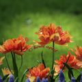 Tulipe Willem van Oranje