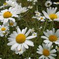 Marguerites du jardin