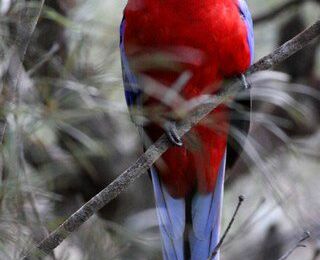 Australie : Blue Mountains