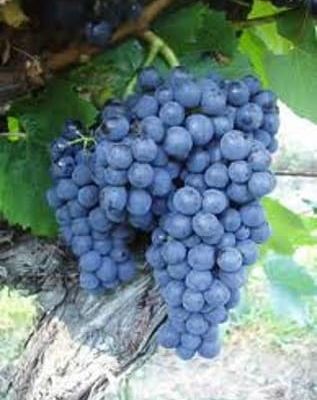 Le cépage malbec. Un étranger en Bordelais. En 1784