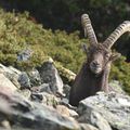 Nez à museau avec un bel ibex