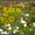 jaune lumière