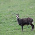 chamois sous la neige