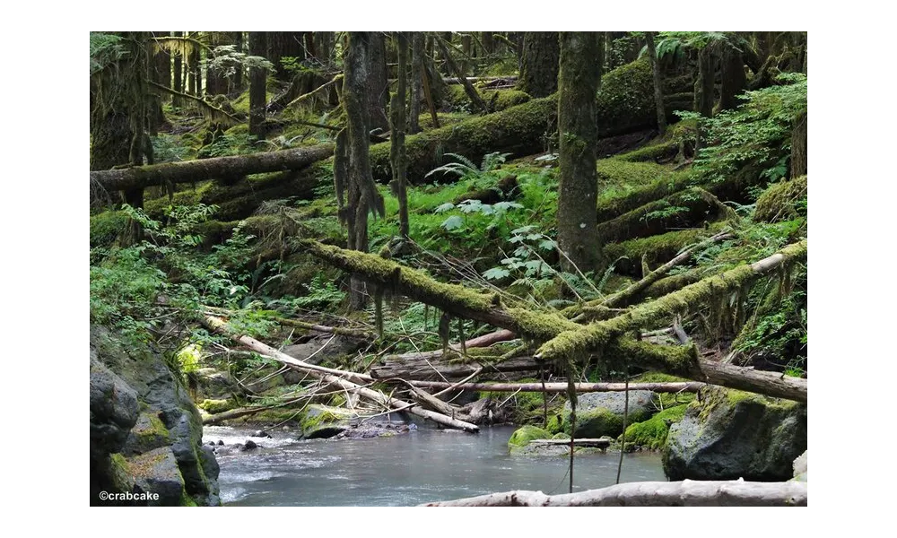 /\ Mount Baker Wilderness /\