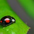 Les coccinelles asiatiques aux multiples aspects…