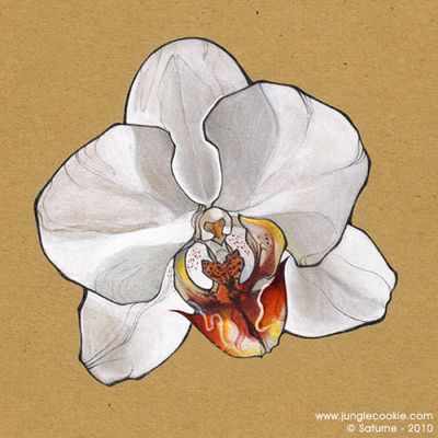 White Orchid