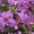 Photographies d'insectes