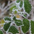 De givre habillé * Covered with frost #4