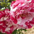 Bouquet du vendredi : des roses bicolores
