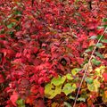 Les couleurs vives de l'automne sont encore là