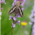 Sphinx de l'Euphorbe : Hyles euphorbiae