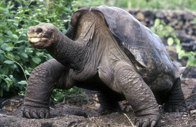 Tortues des Galápagos : des espèces disparues peut-être pas éteintes !