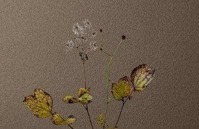 Ikebana by Toshiro Kawase