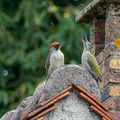 Pic vert (Picus viridis - European Green Woodpecker)