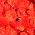 rouge coquelicot