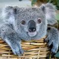 mignon koala