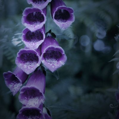 La digitale, une fleur au charme fatal