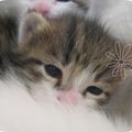 Cat's Day - May 15 -