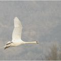 Cygne 