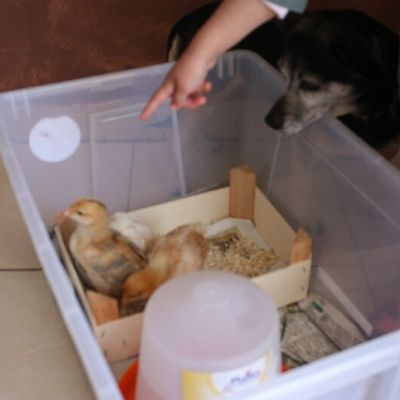 Le poulailler sera-t-il fini à temps?!?