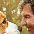VOD : découvrez une histoire canine captivante