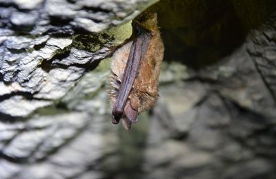 les chiropteres, les seuls mammifères volants