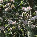 Fleurs et poésie au temps de la pandémie