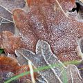 Premières gelées de l' Hiver 