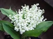 1er mai : Pourquoi offre-t-on du muguet ce jour