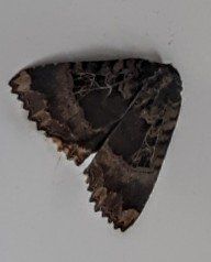 Mormo maura (Linnaeus, 1758) Maure, Lichénée des ponts, Crapaud