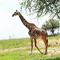 Tanzanie - Parc National du Tarangire (partie 2).