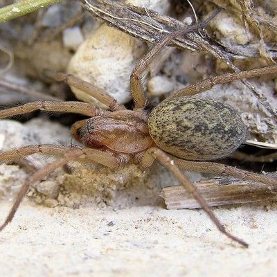 Tegenaria - Agelenidae