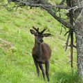 Bouquets de cerfs