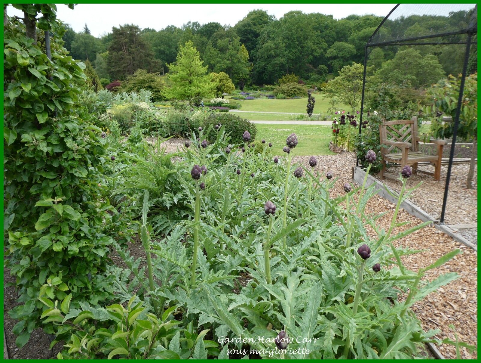 Les jardins de Harlow Carr; YORKSHIRE, Angleterre - 1ère partie/2