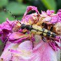 Un beau longicorne jaune et noir dans les roses...