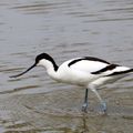 Avocette élégante