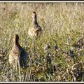 Poules faisanes