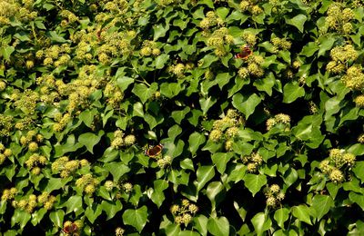 dans mon jardin, cet après-midi, toute une série