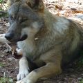 Parc d'Argonne Découverte, les loups (suite)