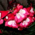 Bouquet du week end # 87 - sem 47