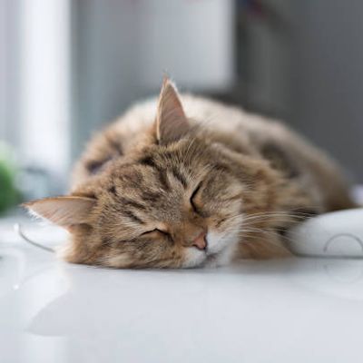 Le Chat de Juin de Luna