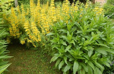 Encore une vivace sympa pour tous les jardins!