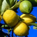 Les propriétés du citron