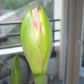 Des nouvelles de mon amaryllis ... 