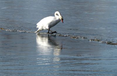 Deux cygnes entre deux eaux le 14 février au matin au lac de Madine