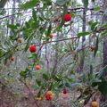 des arbouses cueillies sur l'arbre