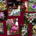 Les orchidées s'invitent à Menton