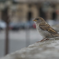 Le Moineau de Paris.